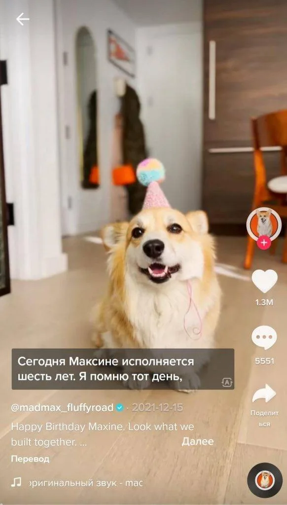 ТОП 100: Самые интересные TikTok аккаунты (2025) 90 животные-в-tik-tok